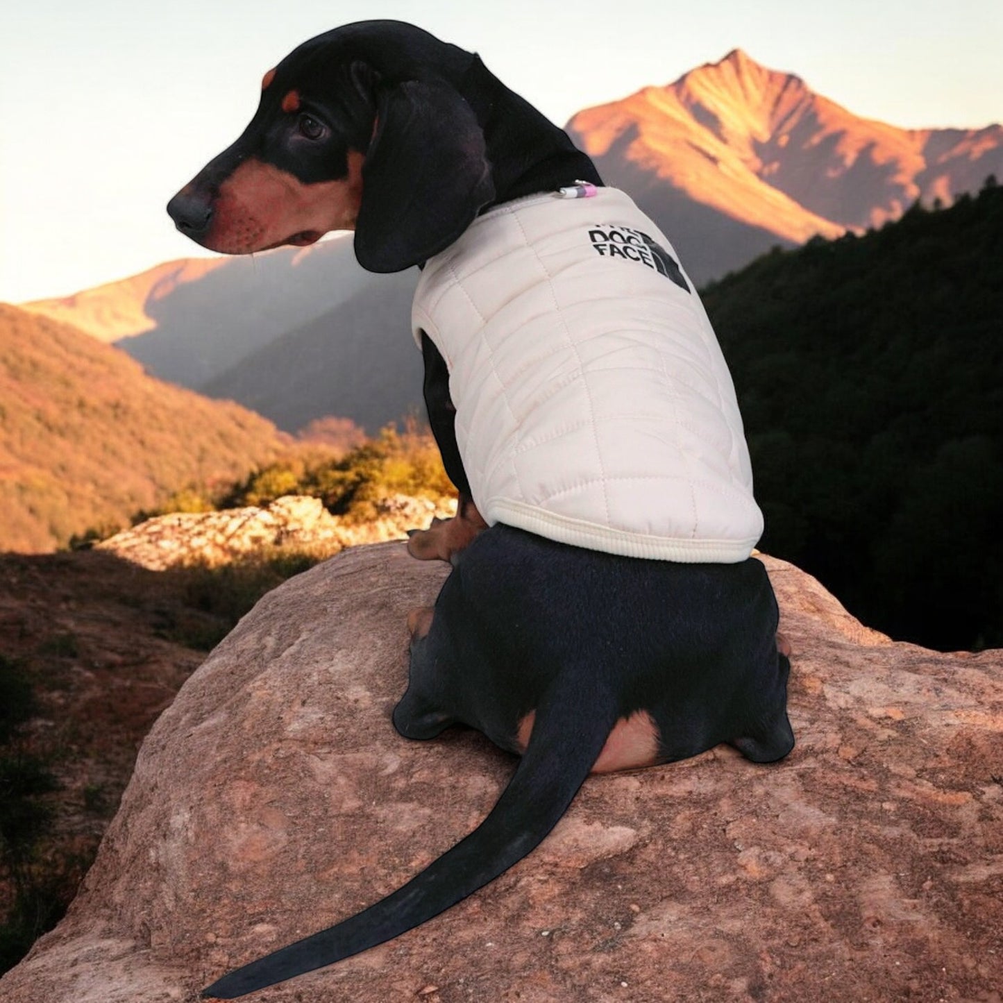 The Dog Face Doxie Vest Jacket