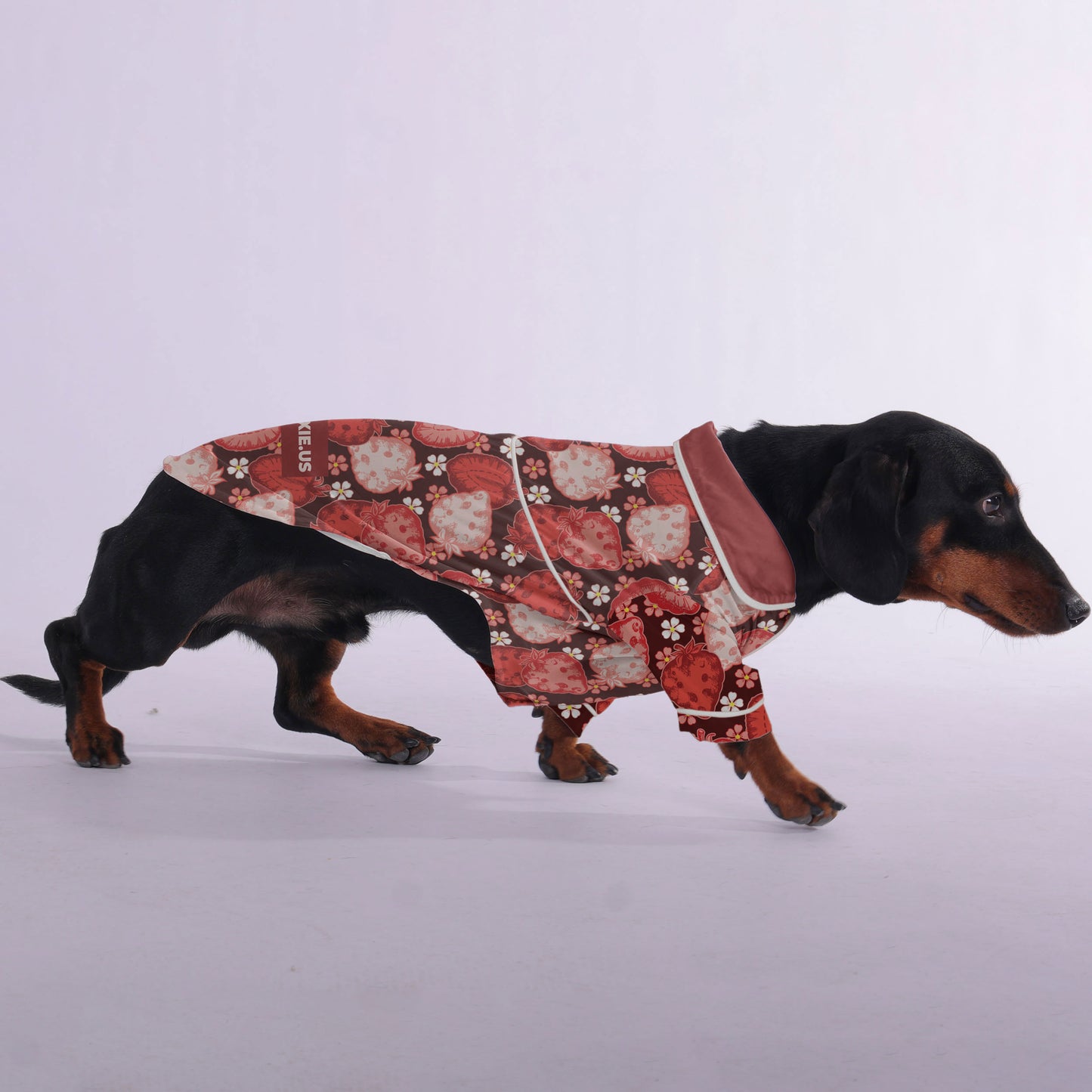 Coco -  Pajamas for Dachshund