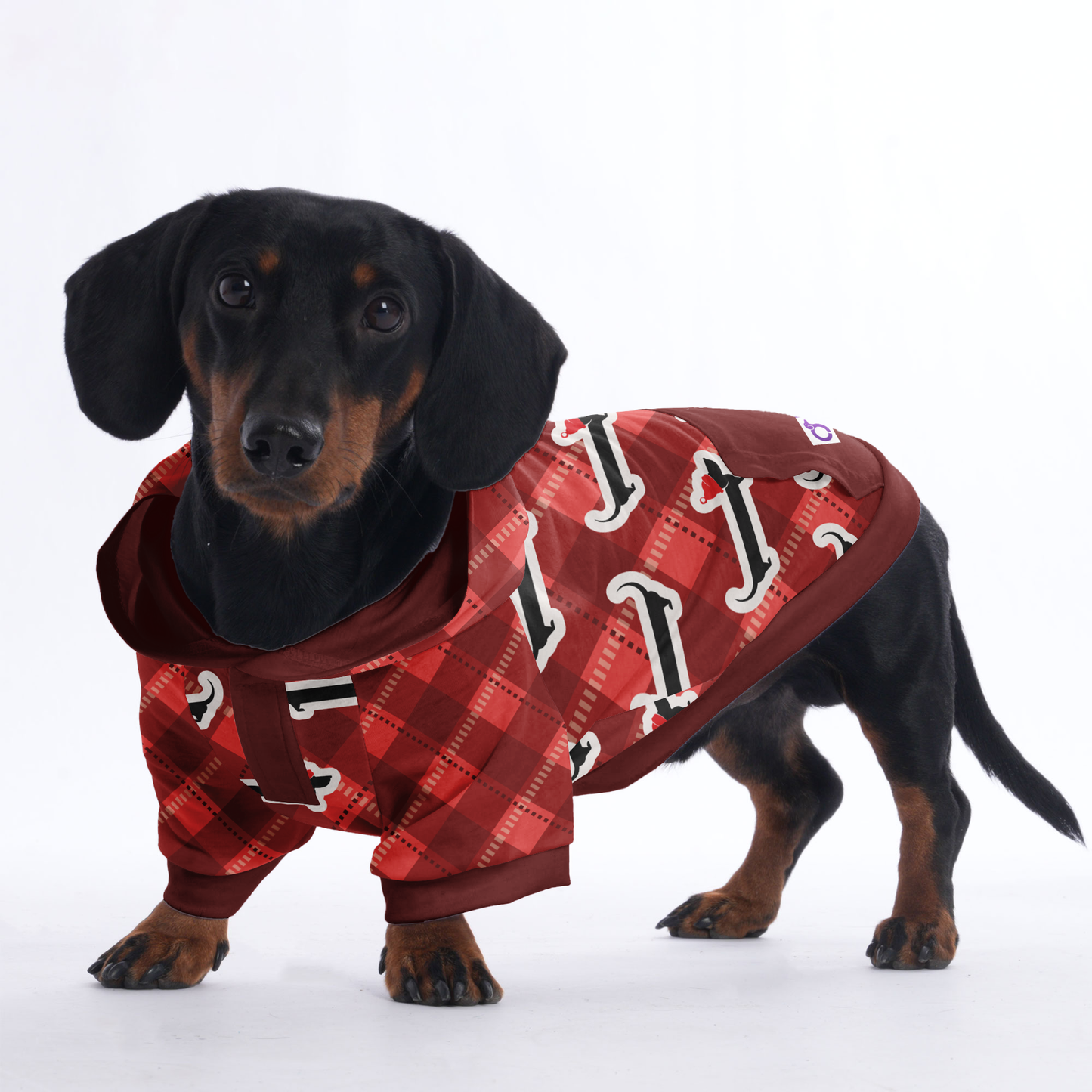 Jesse - Hoodies for Dachshunds