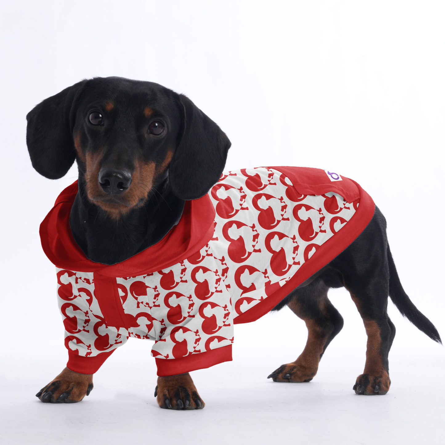 Jenkins - Hoodies for Dachshunds