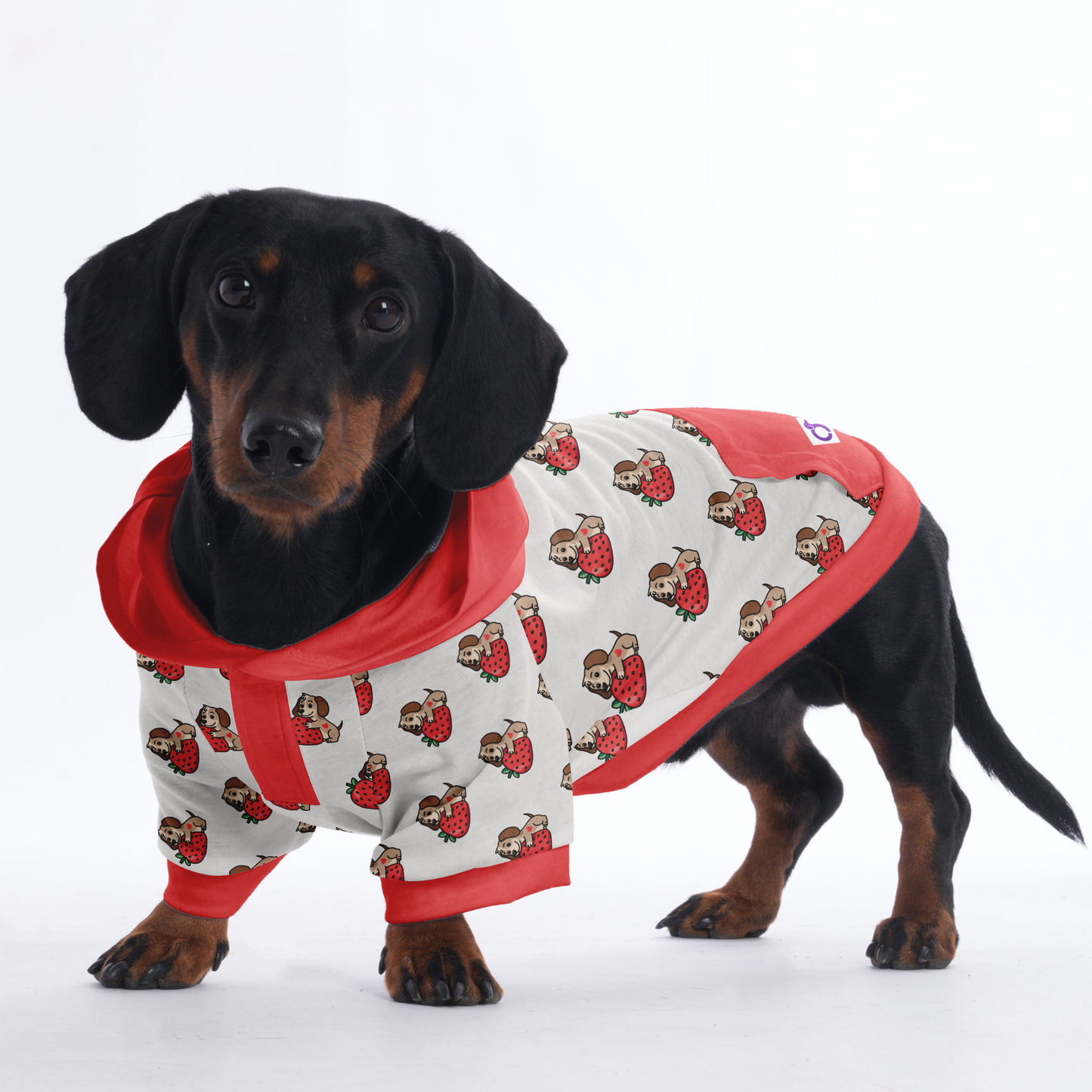 Paula - Hoodies for Dachshunds