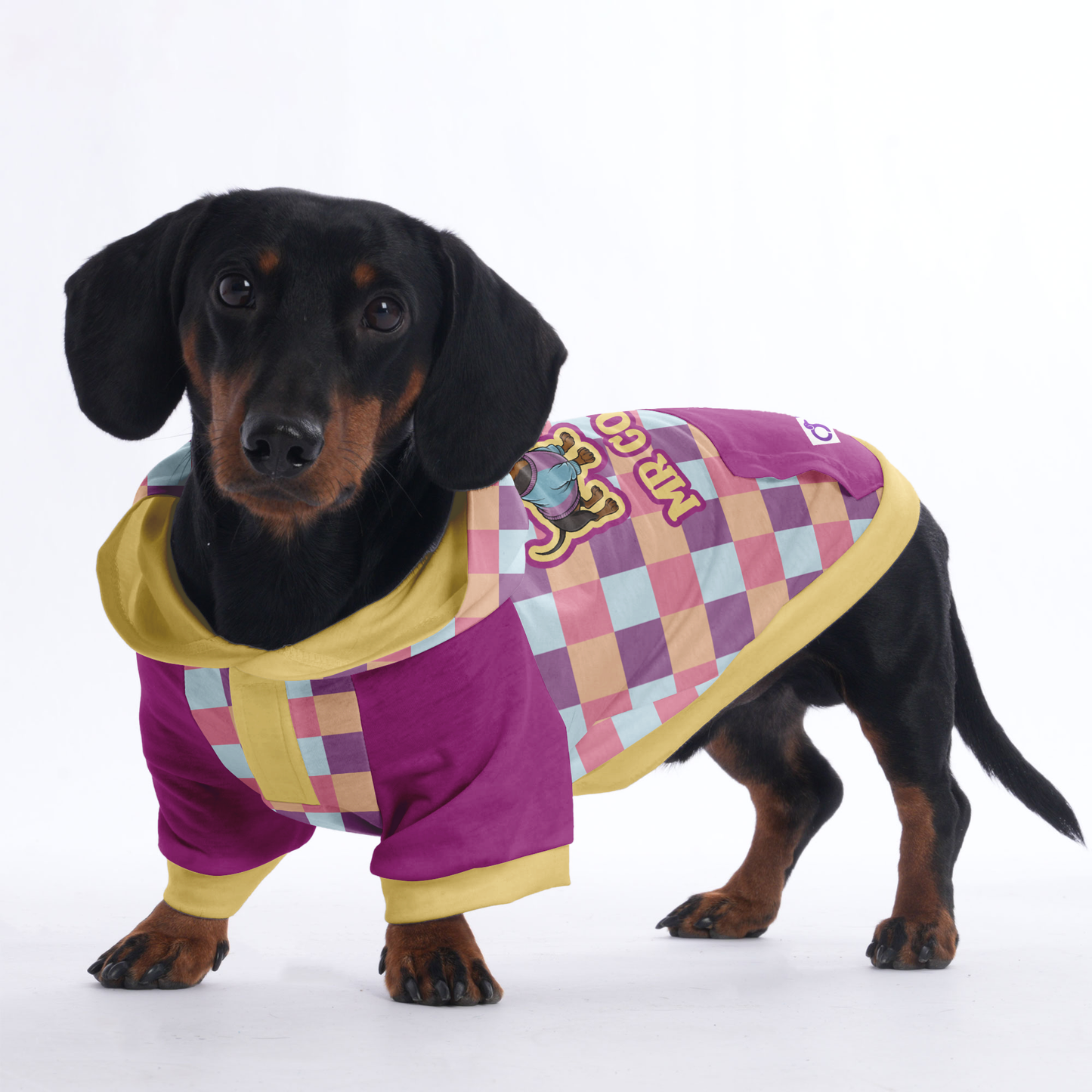 Mr cool - Hoodies for Dachshunds