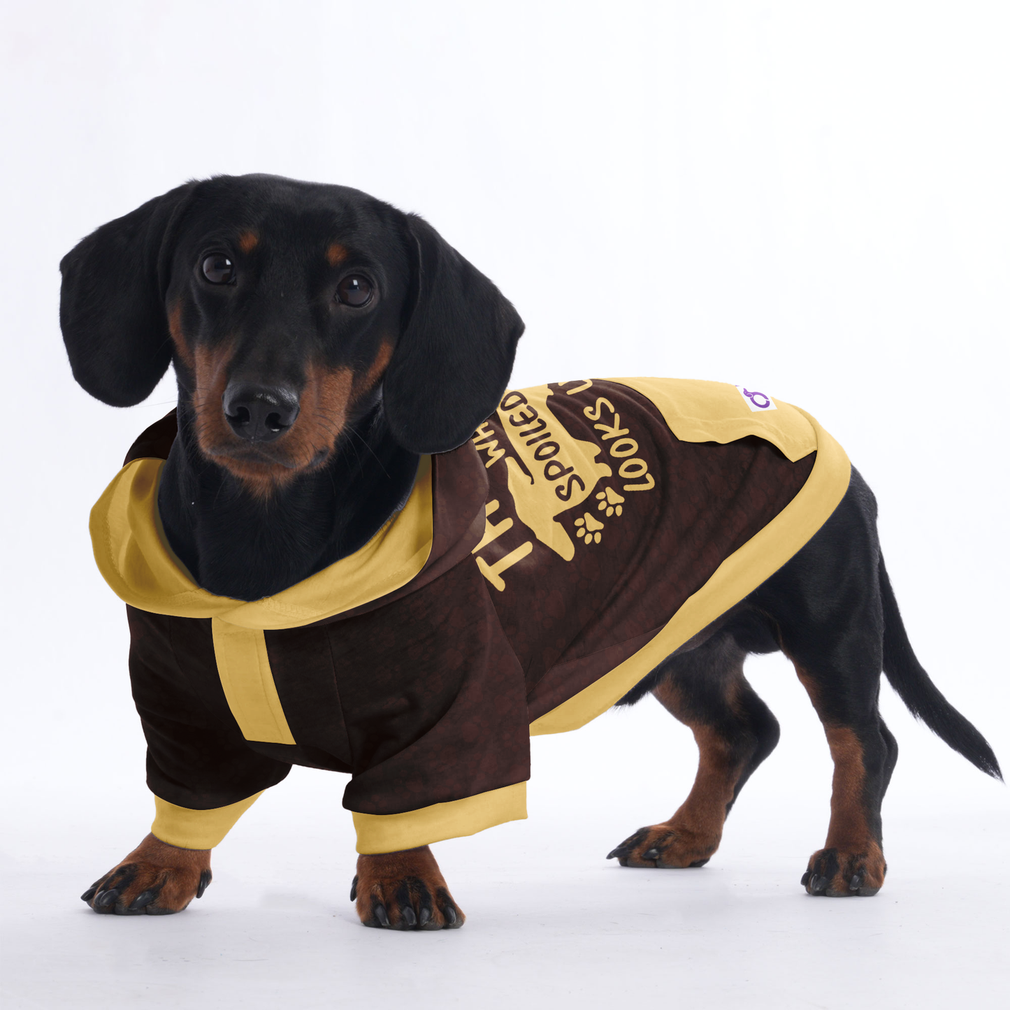 This is What Spoiled Looks Like - Hoodies for Dachshunds