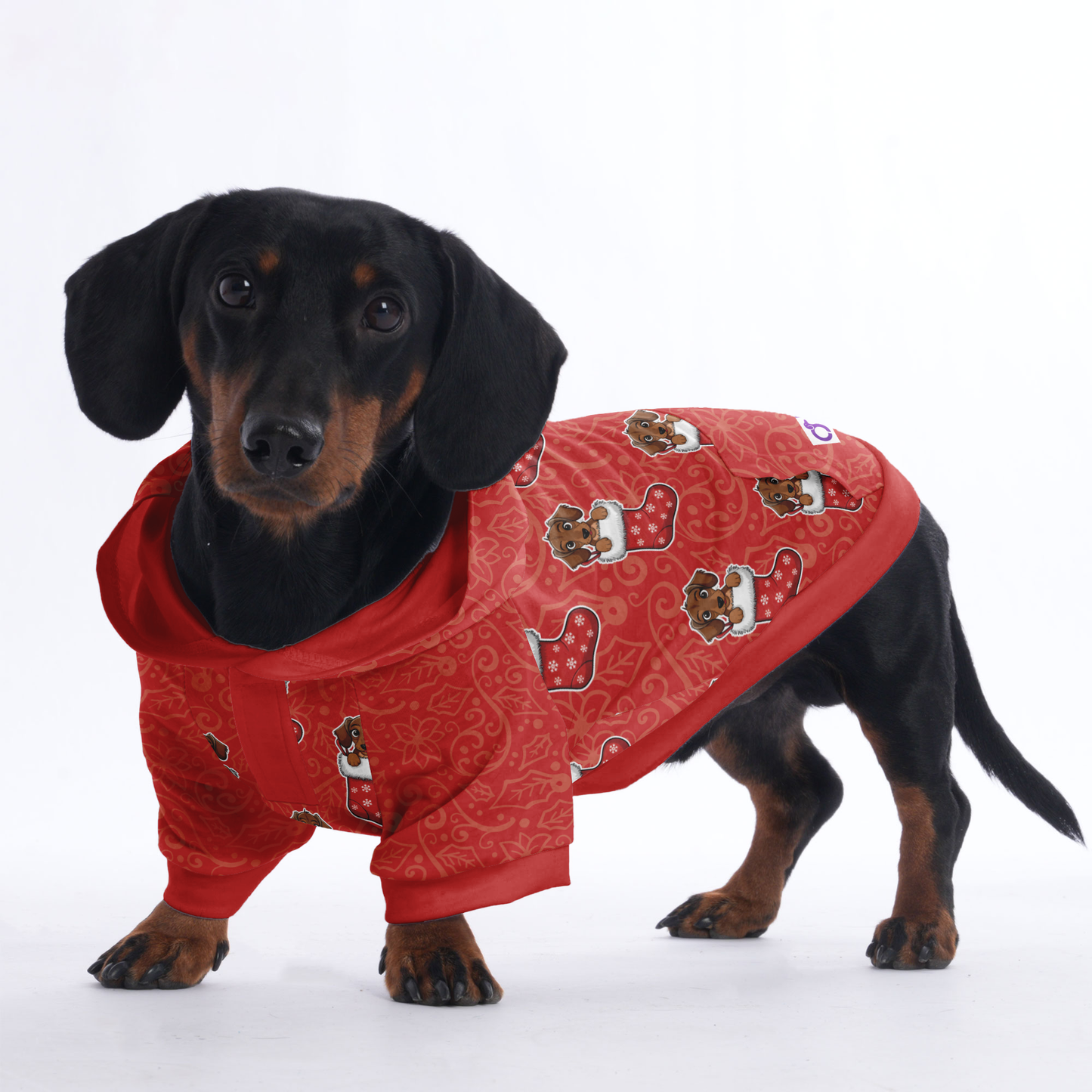 Indy - Hoodies for Dachshunds