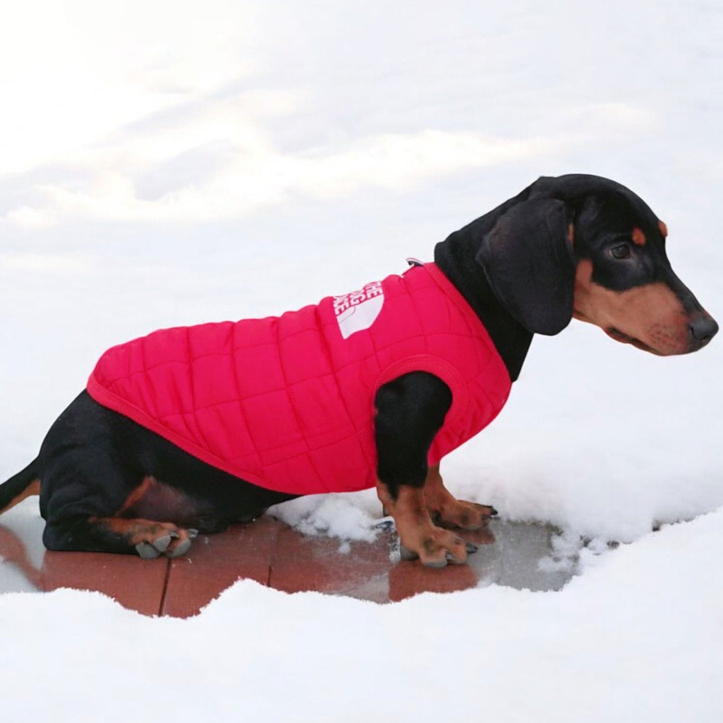 The Dog Face Doxie Vest Jacket