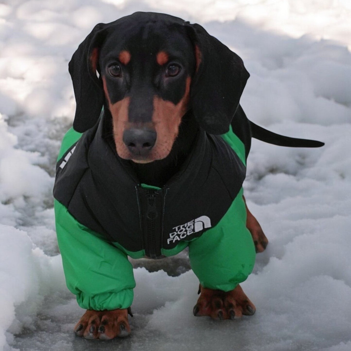 DoxieShield Dachshund Chaqueta cálida cortavientos Abrigo reflectante