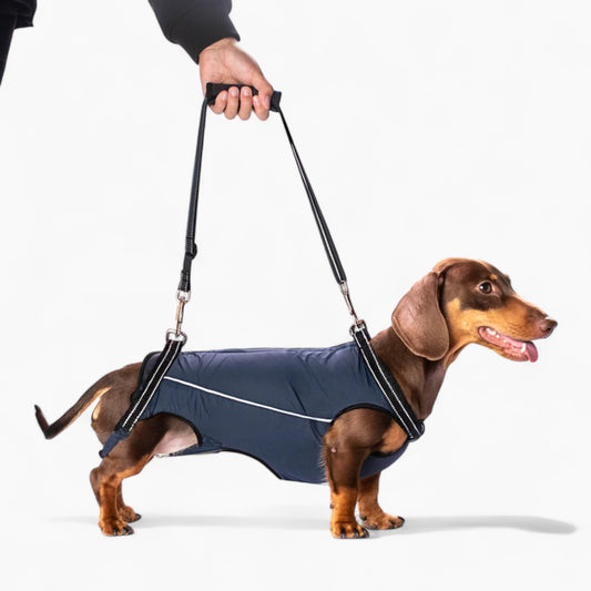 PawLift-Dachshund-Assist-Belt.jpg