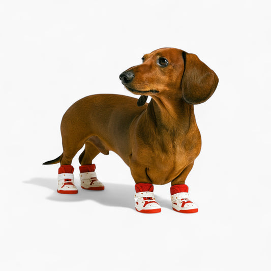 PawTrend-Dachshund-Summer-Sneakers.jpg