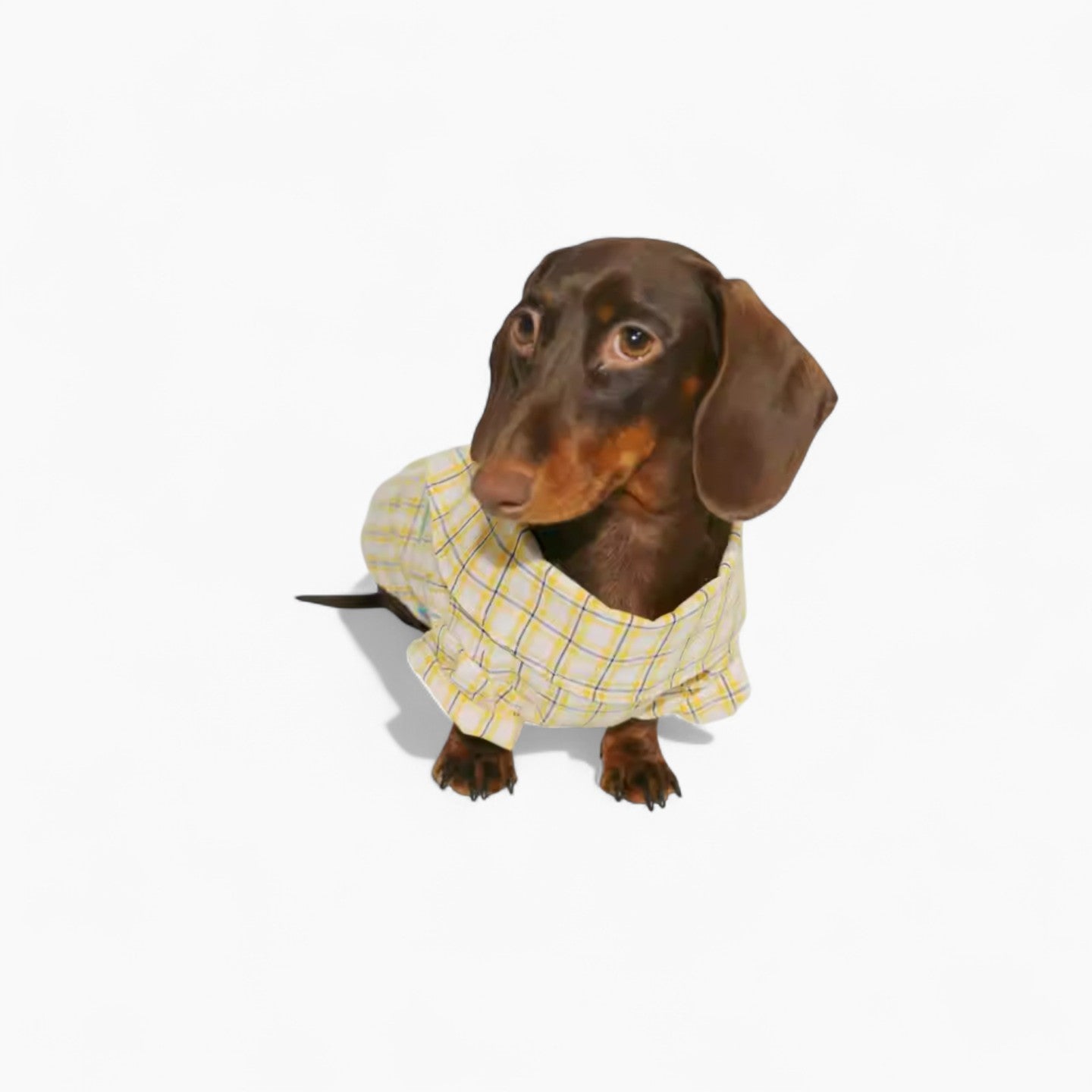 dachshund dress shirt Dachshund Lightweight Cotton Shirts- breathes and stretches