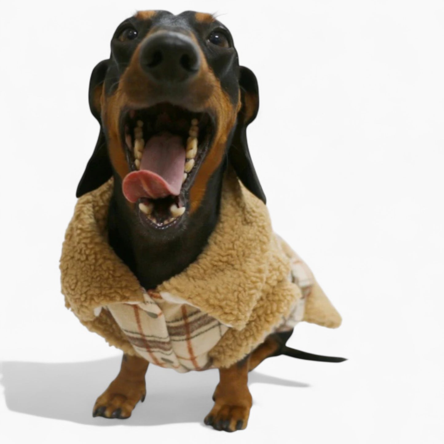 PlaiDox-Dachshund-Winter-Jacket.jpg