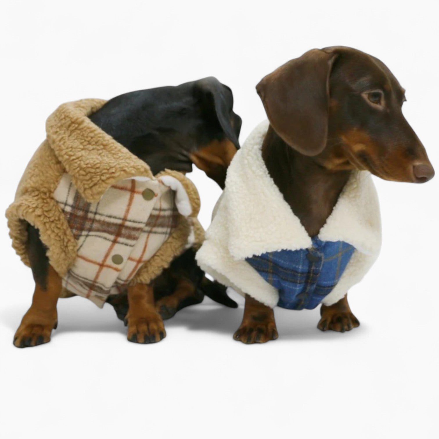 PlaiDox-Dachshund-Winter-Jacket.jpg