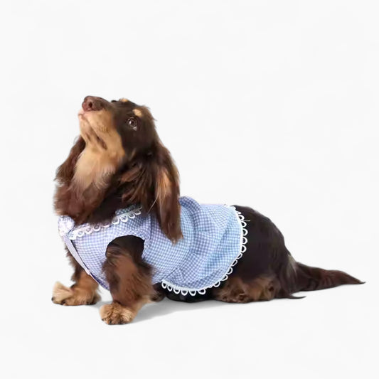 PlaidCharm-Dachshund -Summer-Dress.jpg