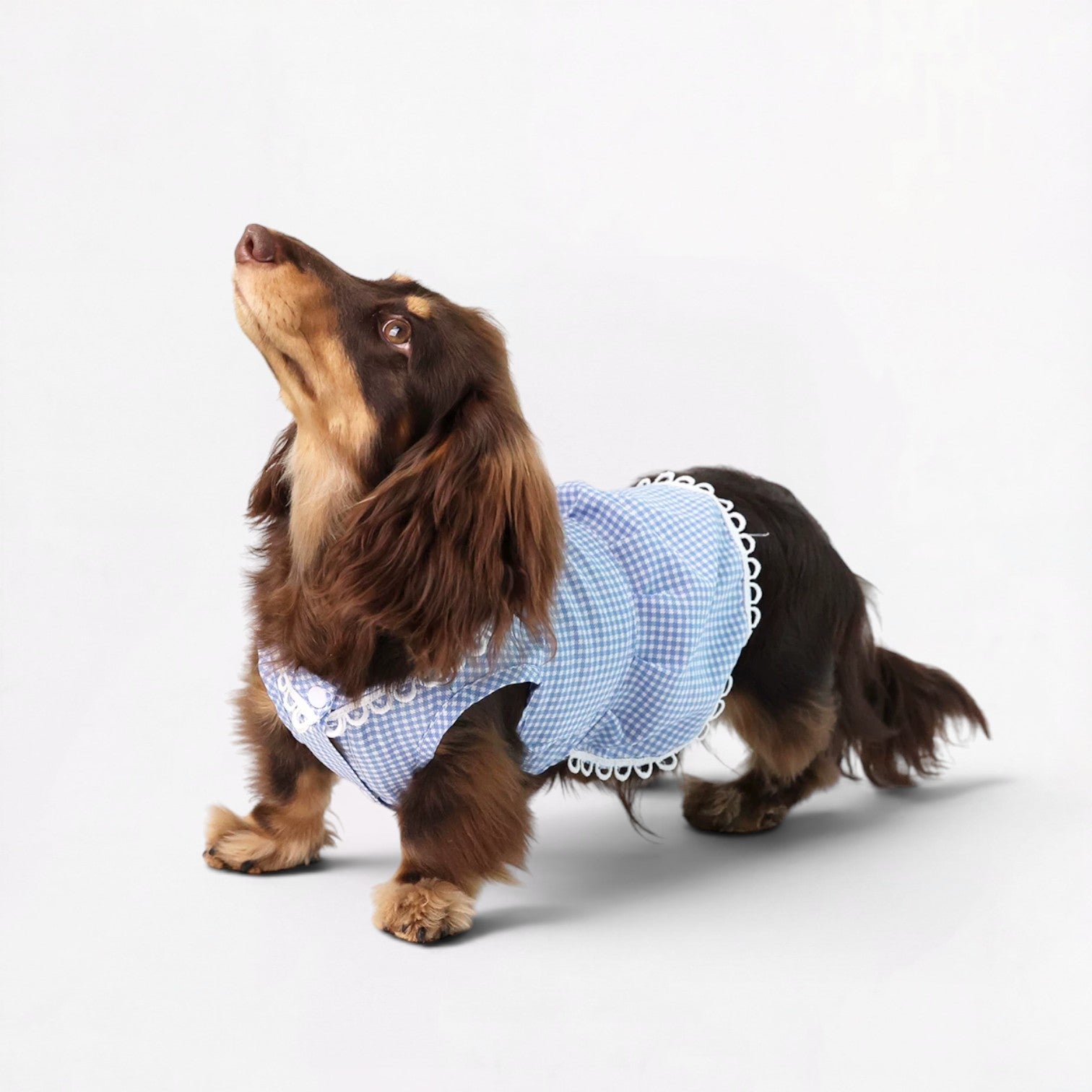 Plaidia-Dachshund-Summer-Dress.jpg