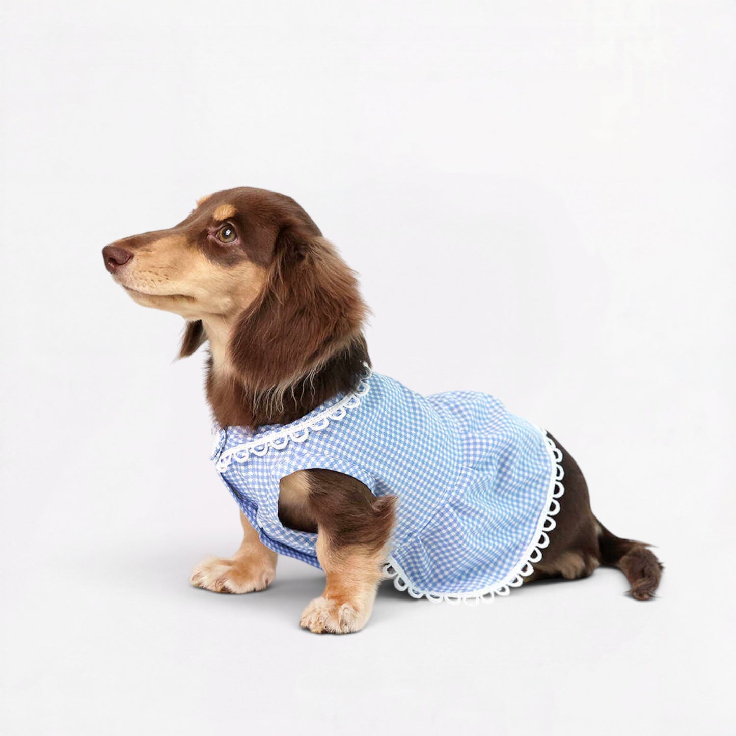 Plaidia-Dachshund-Summer-Dress.jpg