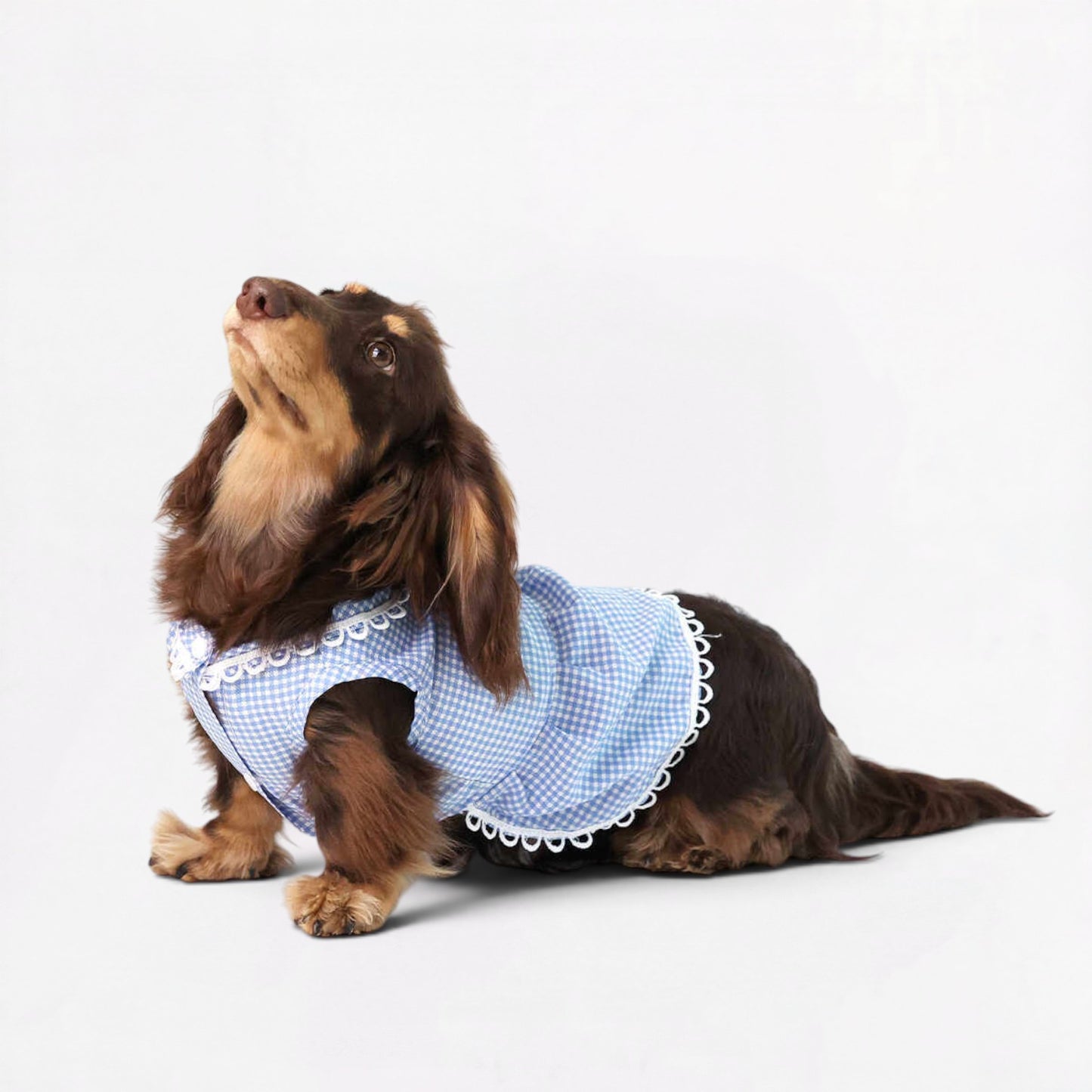 Plaidia-Dachshund-Summer-Dress.jpg