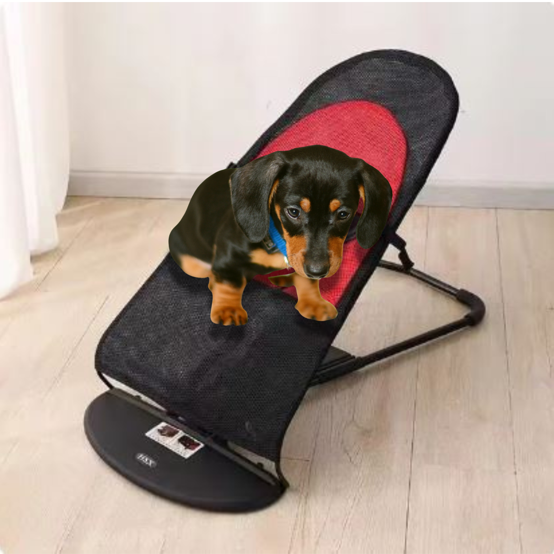 Portable-Rocking-Chair-for-Dachshund-www.doxie.us