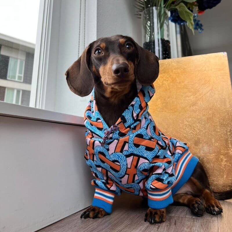 Premium Dachshund Fleece Jacket Dachshund Shop