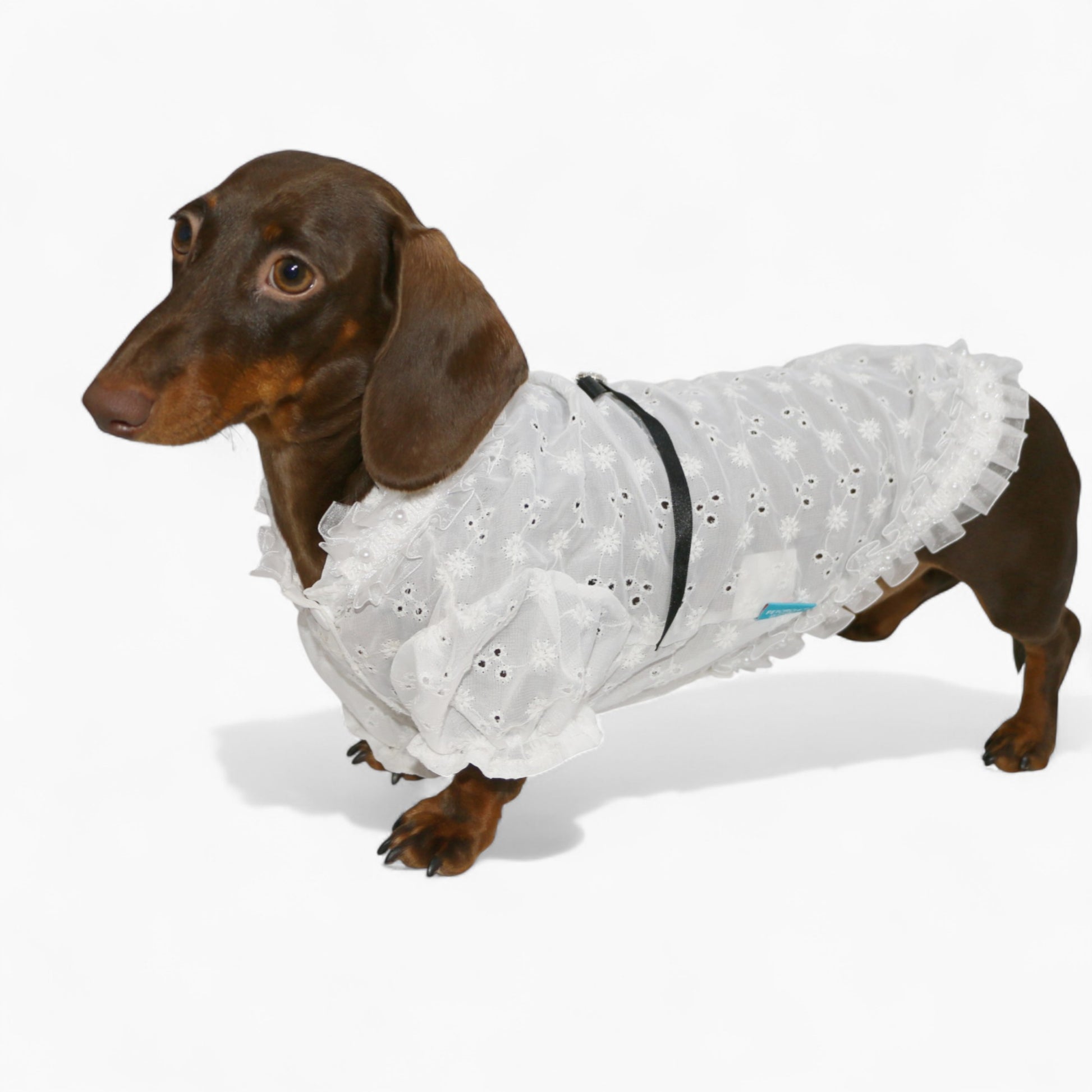 PrinsHund-Dachshund-Princess-Dress.jpg
