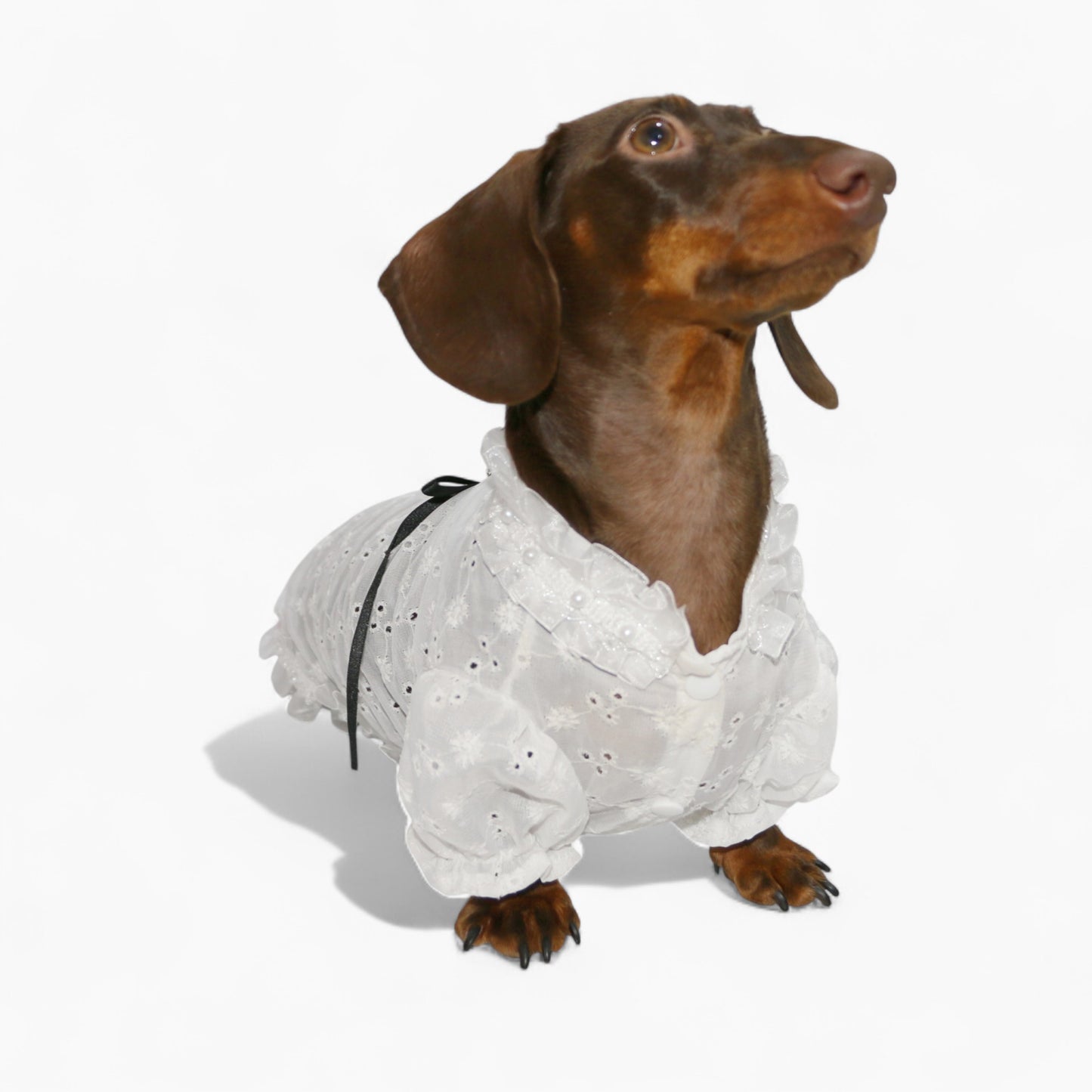 PrinsHund-Dachshund-Princess-Dress.jpg