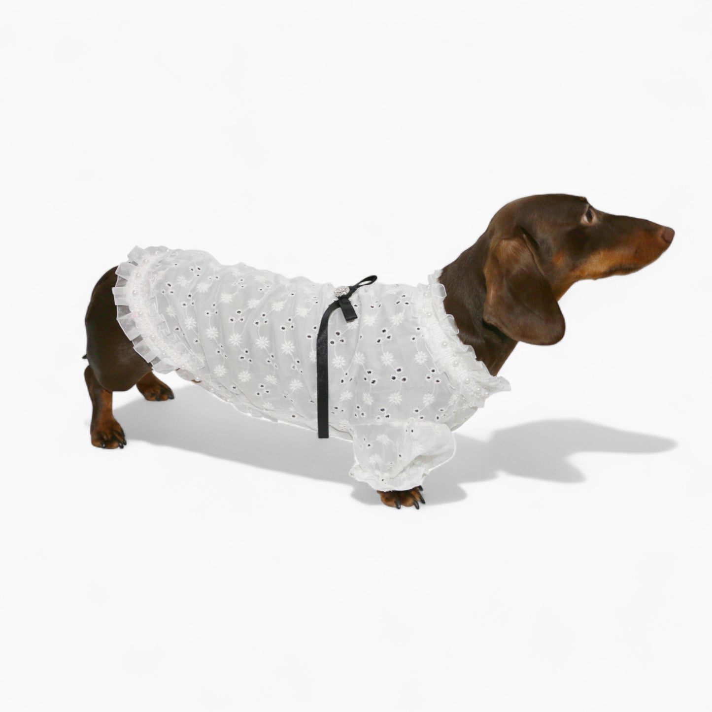 PrinsHund-Dachshund-Princess-Dress.jpg
