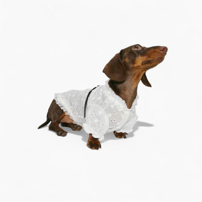 PrinsHund-Dachshund-Princess-Dress.jpg