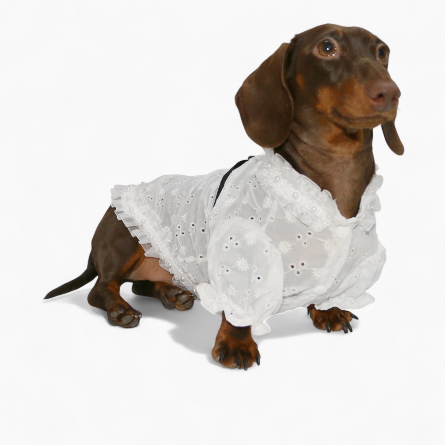 PrinsHund-Dachshund-Princess-Dress.jpg