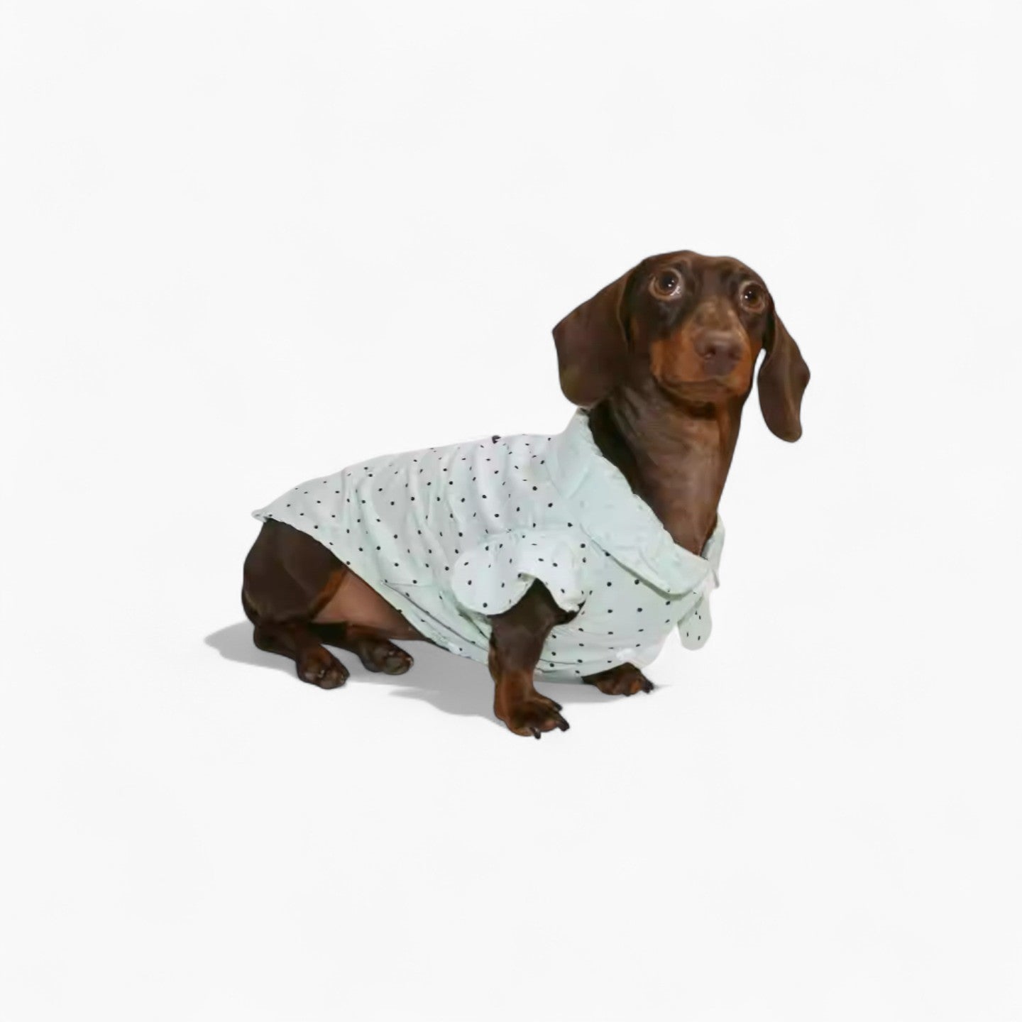 PuffDot-Dachshund-Silky-Shirt.jpg