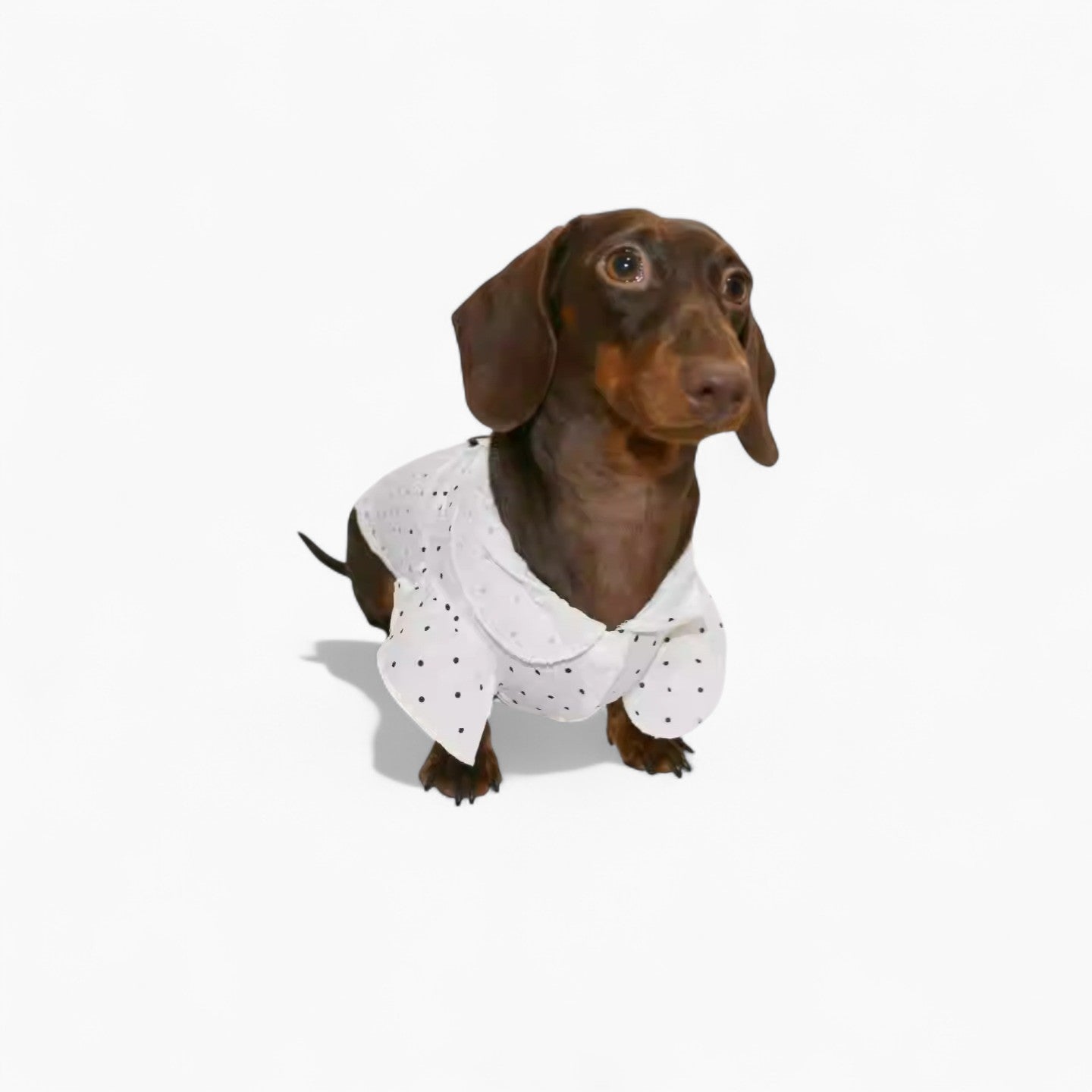 PuffDot-Dachshund-Silky-Shirt.jpg