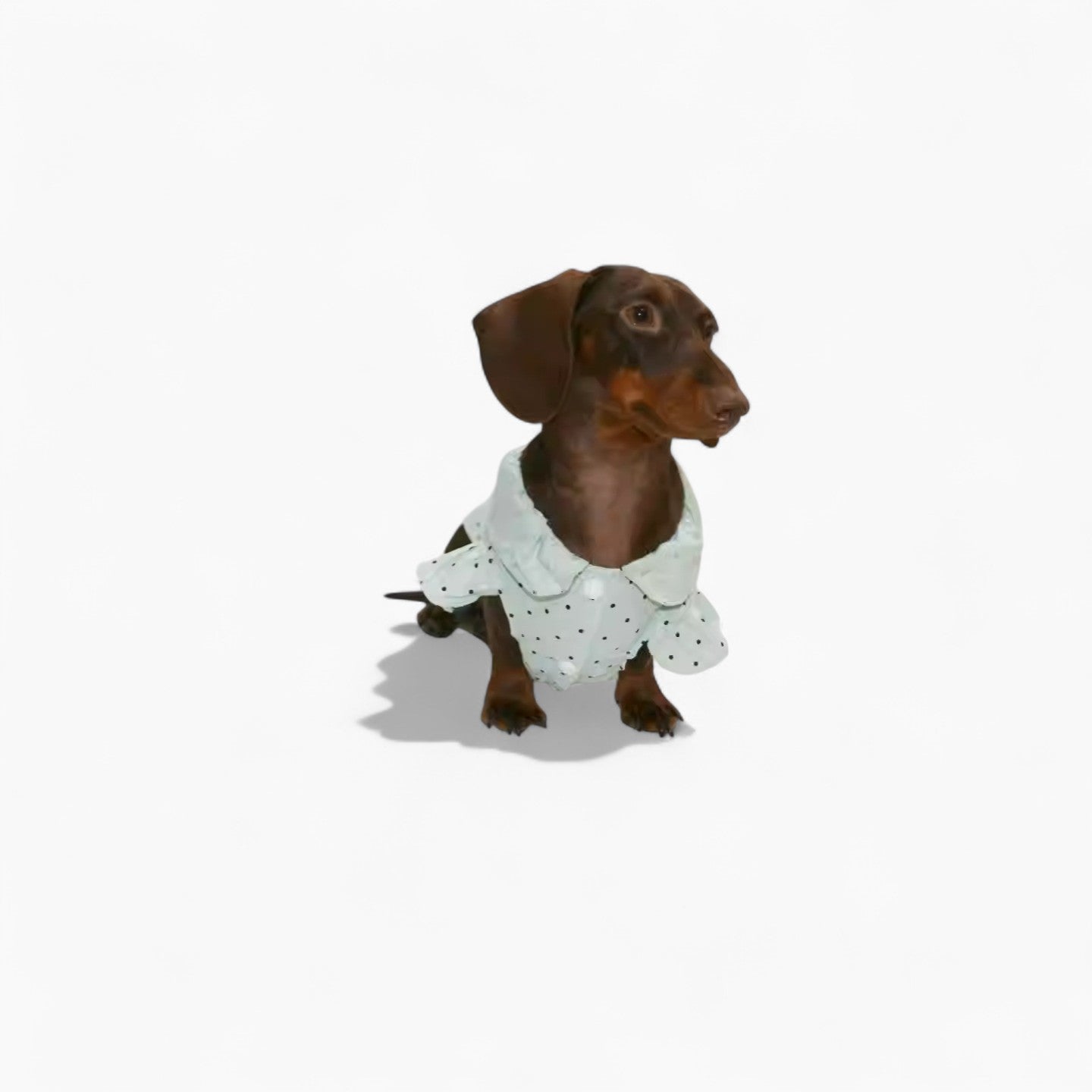 PuffDot-Dachshund-Silky-Shirt.jpg
