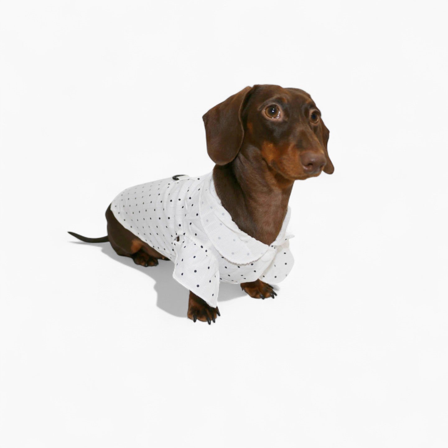 PuffDot-Dachshund-Silky-Shirt.jpg