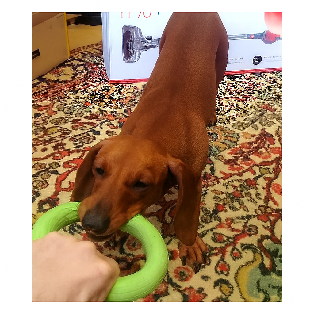 PulliPaw-Dachshund-Flying-Ring-Toy.jpg