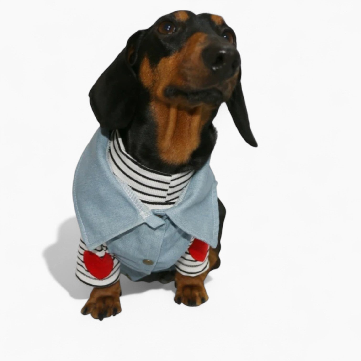 PupPatriot-Dachshund-Jeans-Jacket.jpg