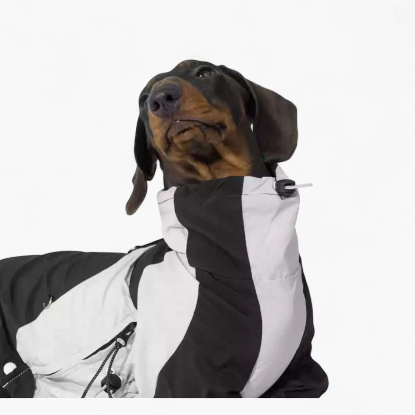 RainRuff-Dachshund-Outdoor-Raincoat.jpg
