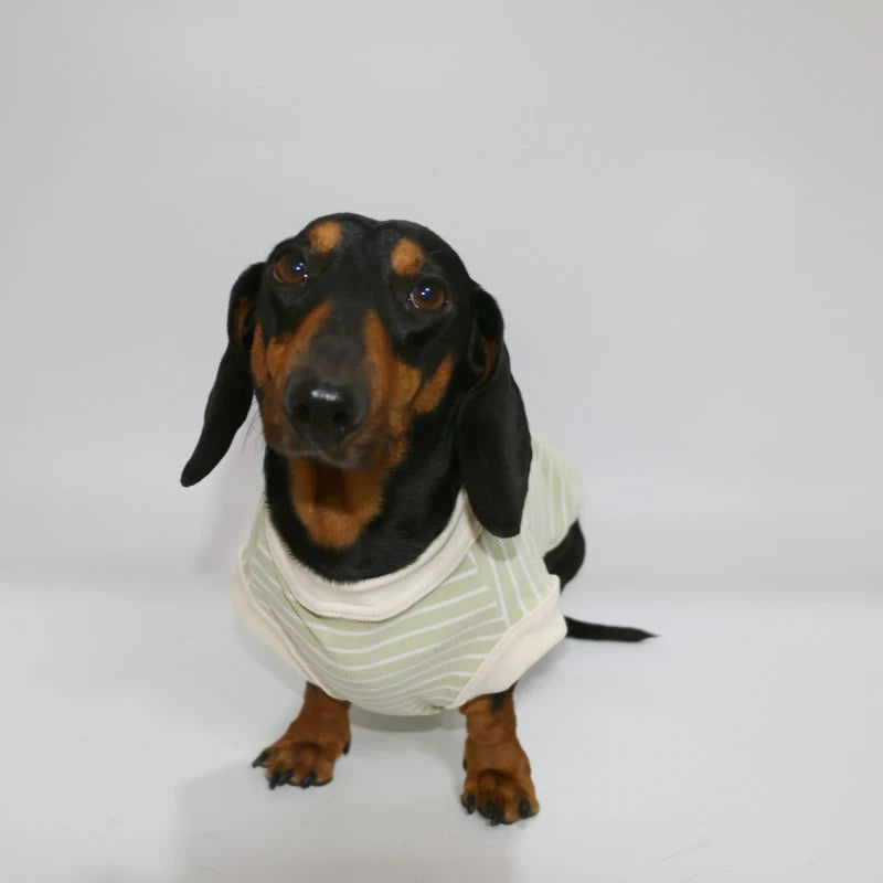 Dachshund Cotton T-Shirt – Lightweight Short-Sleeve Summer Outfit