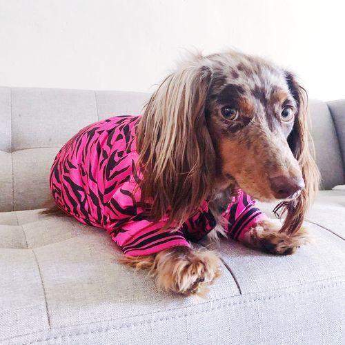 SafariDox-Dachshund-Jacket-doxie.us