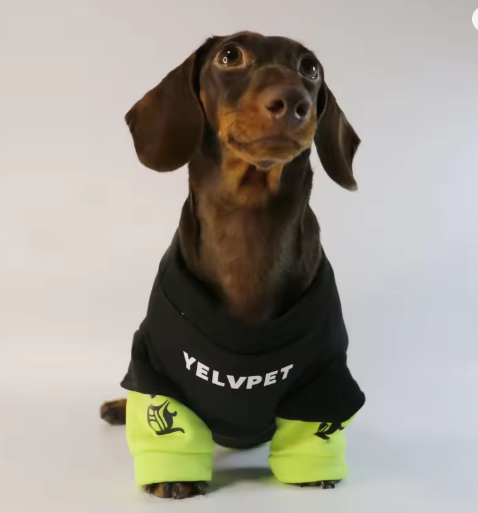 Dachshund Warm Sweater – Street Fashion Style Shirt Top