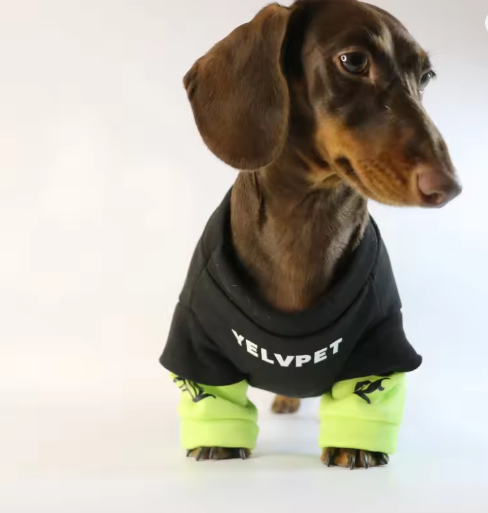 Dachshund Warm Sweater – Street Fashion Style Shirt Top