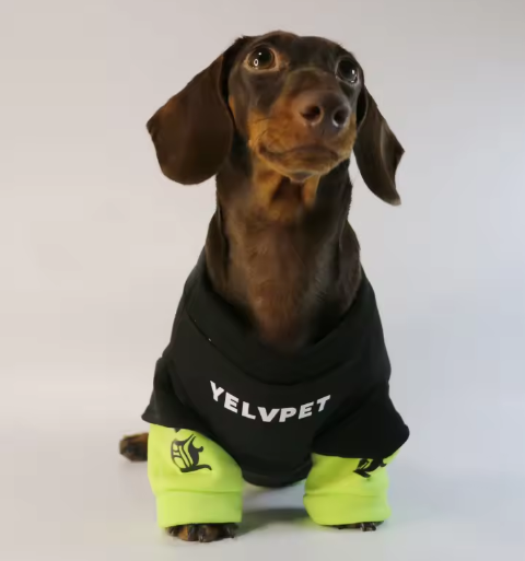 Dachshund Warm Sweater – Street Fashion Style Shirt Top