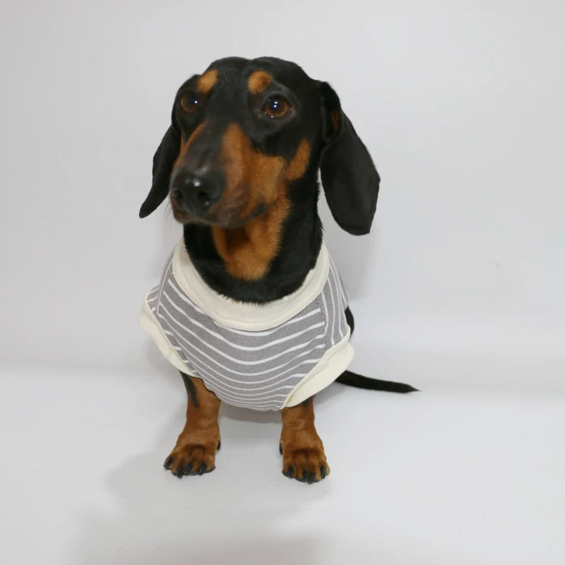 Dachshund Cotton T-Shirt – Lightweight Short-Sleeve Summer Outfit