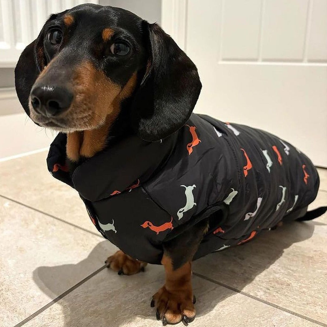 Chaqueta impermeable de abrigos de invierno Dachshund