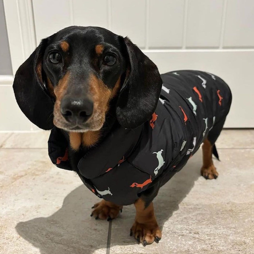 Chaqueta impermeable de abrigos de invierno Dachshund