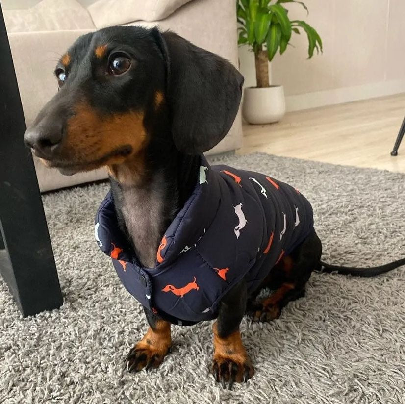 Chaqueta impermeable de abrigos de invierno Dachshund