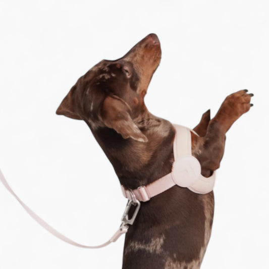 SoftFit-Dachshund-Harness-and-Leash.jpg