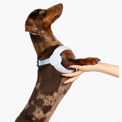 SoftFit-Dachshund-Harness-and-Leash.jpg