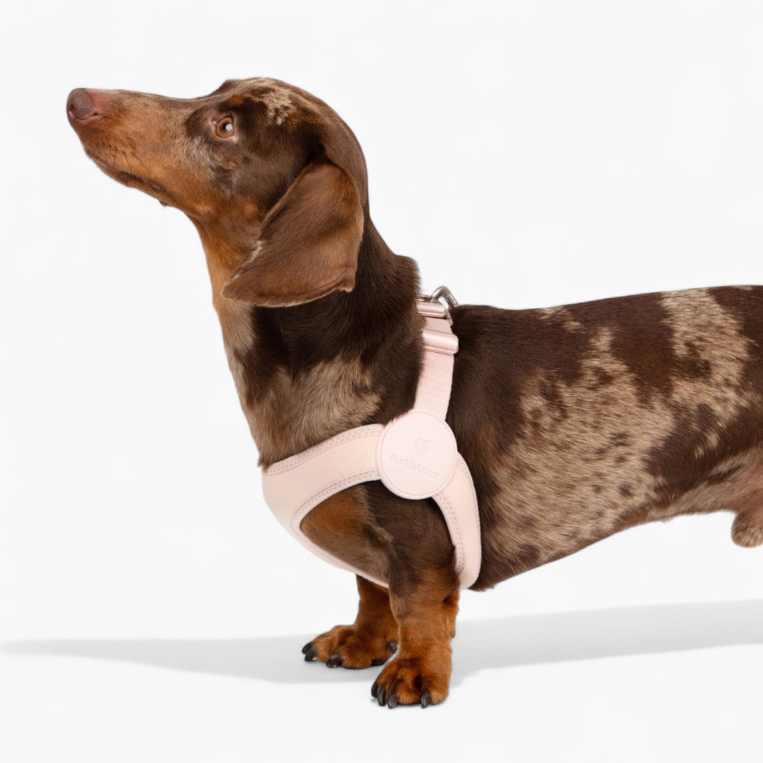 SoftFit-Dachshund-Harness-and-Leash.jpg