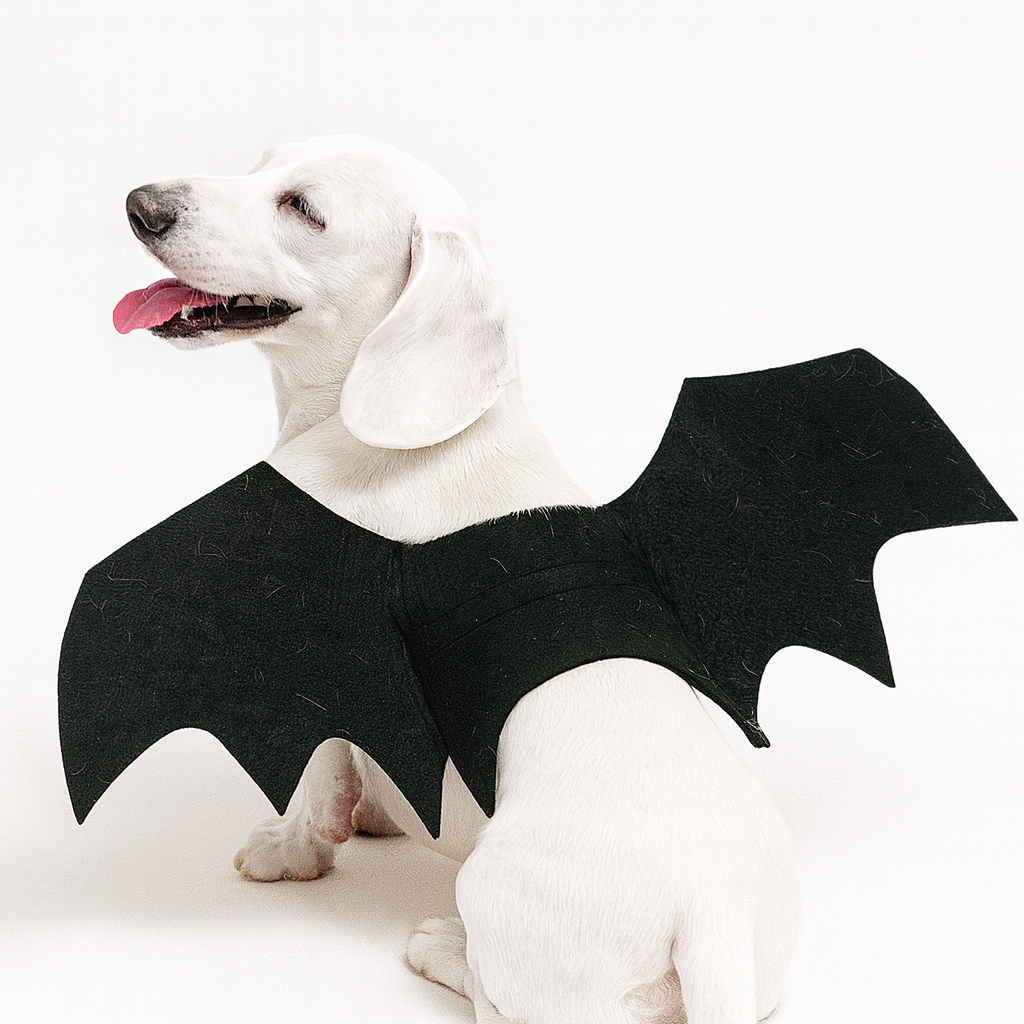 SpookyPaws-Dachshund-Bat-Wings.jpg