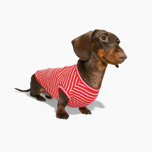 StripeiCool-Dachshund-Summer-Vest.jpg