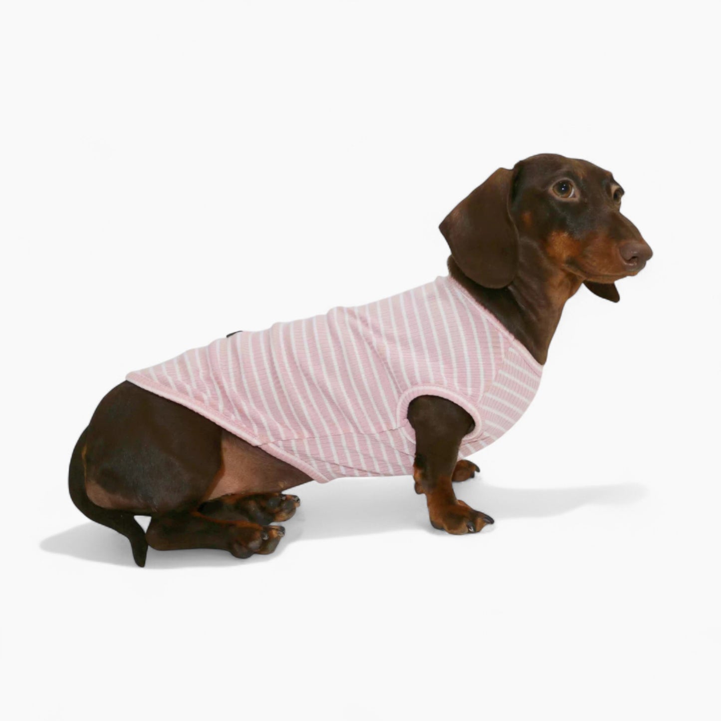 StripeiCool-Dachshund-Summer-Vest.jpg