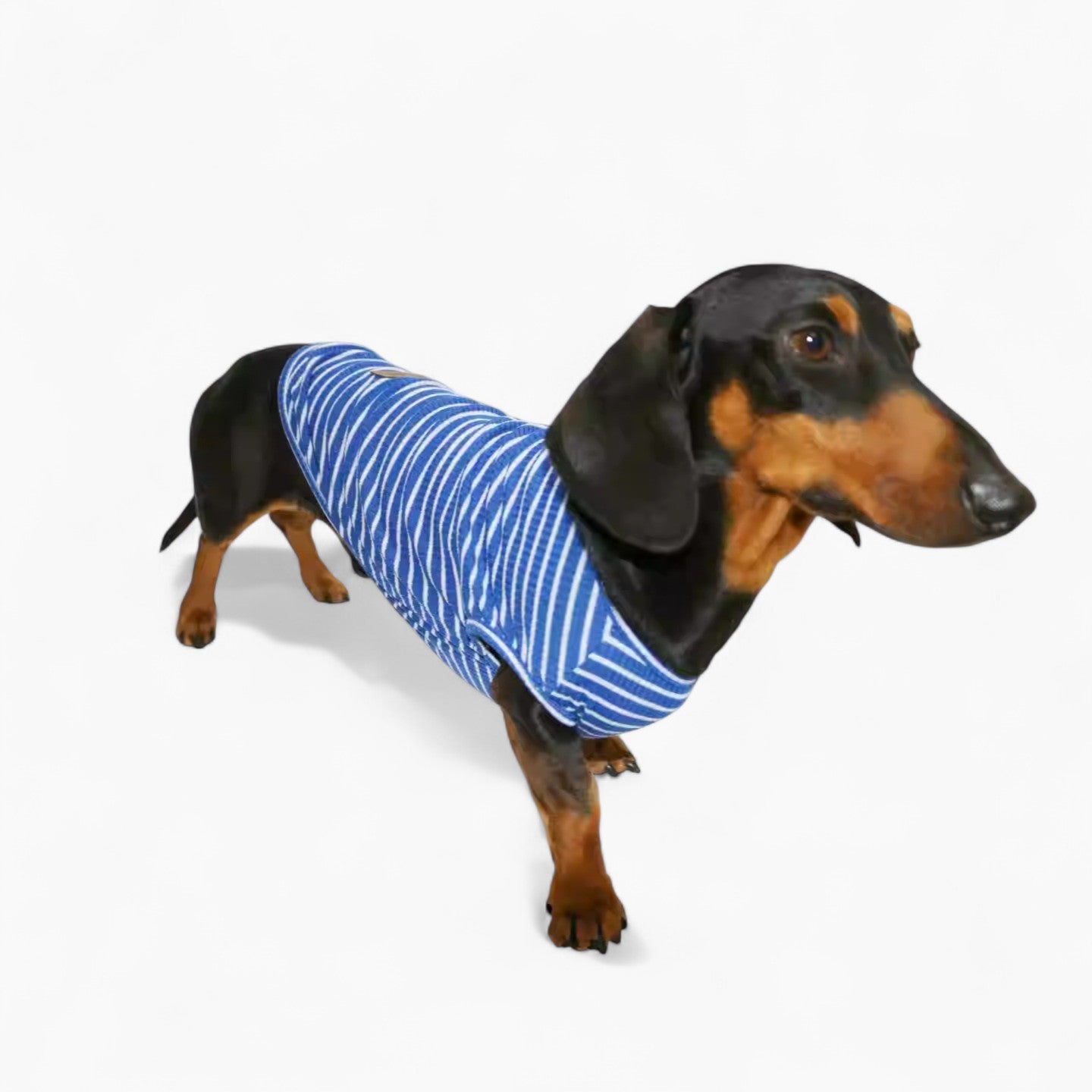 StripeiCool-Dachshund-Summer-Vest.jpg