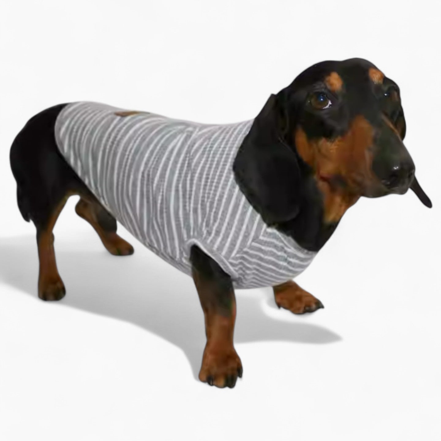 StripeiCool-Dachshund-Summer-Vest.jpg
